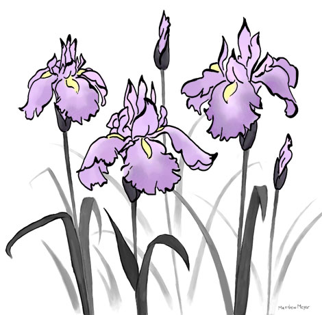 Irises Irises