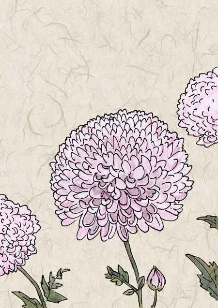 Chrysanthemums