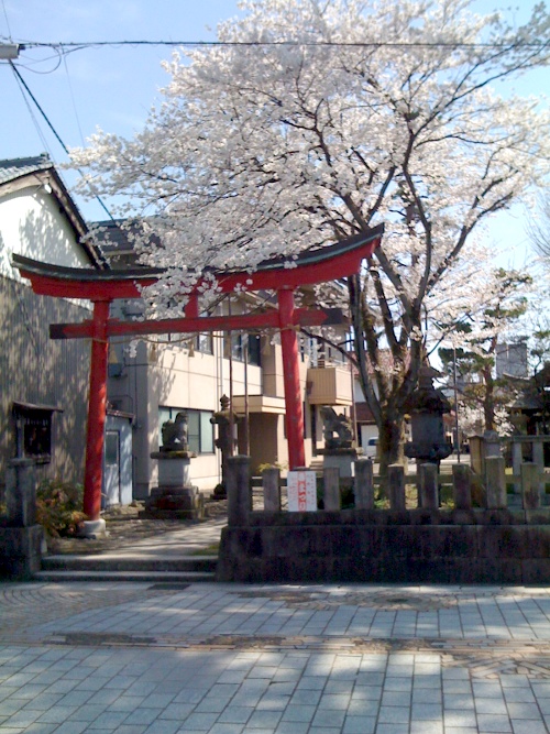 Souja shrine sakura