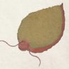 Kanshaku