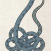 Kizetsu no kanmushi