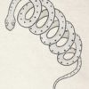 Nayami no mushi