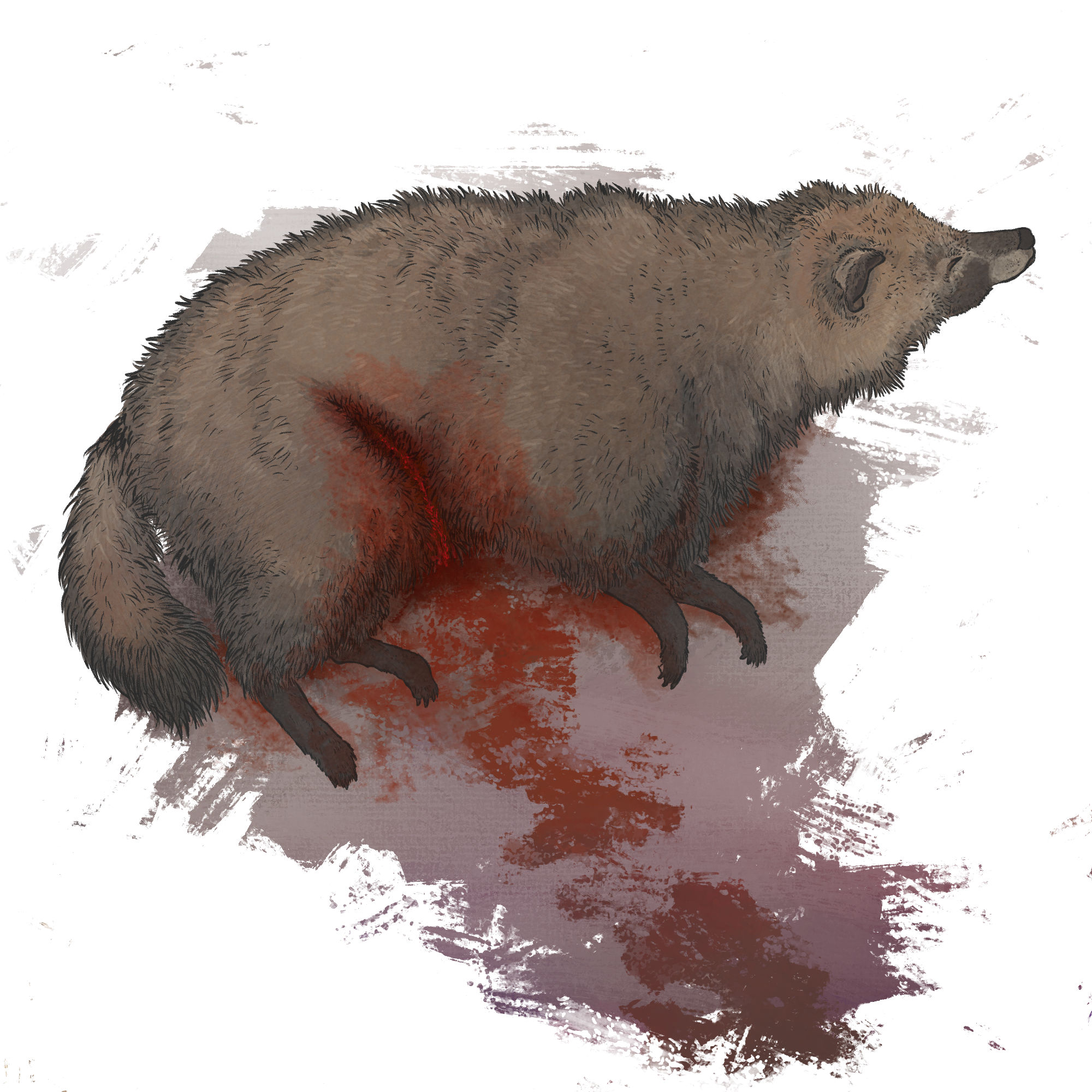 an old tanuki lies dead at the end of a blood trail, with a stab wound
